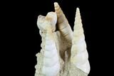 Fossil Gastropod (Haustator) Cluster - Damery, France #97788-1
